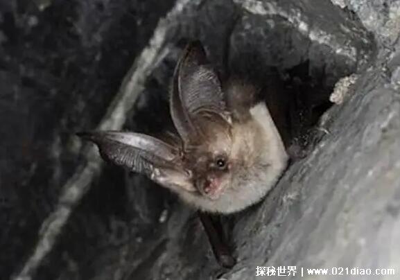 蝙蝠入宅三年静什么意思，家庭三年内都很安稳(因为福临门)