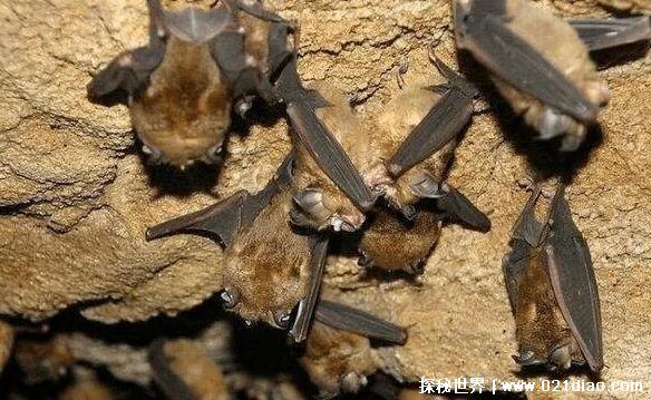 蝙蝠入宅三年静什么意思，家庭三年内都很安稳(因为福临门)