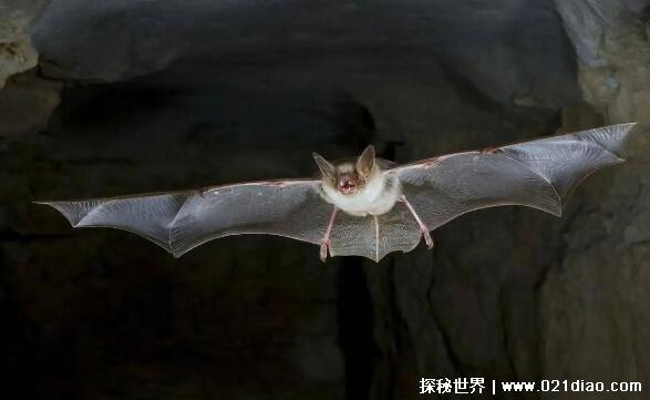 蝙蝠入宅三年静什么意思，家庭三年内都很安稳(因为福临门)