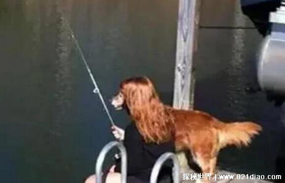 视觉图片盯10秒笑死人，笑到怀疑人生的搞笑图片