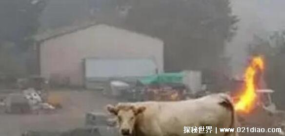 视觉图片盯10秒笑死人，笑到怀疑人生的搞笑图片