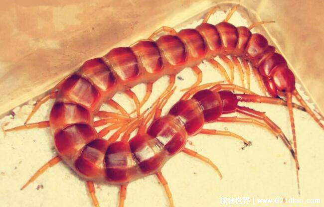 世界上最大的蜈蚣排名，加拉帕格斯巨人蜈蚣第一(长62厘米)
