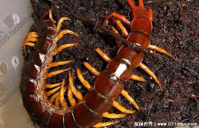 世界上最大的蜈蚣排名，加拉帕格斯巨人蜈蚣第一(长62厘米)