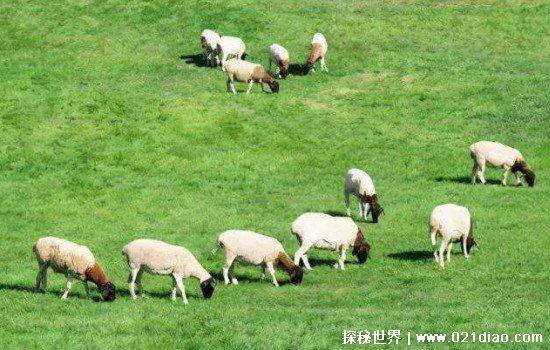 世界上最没用的动物，晕倒羊(胆子很小每周平均晕倒25次)