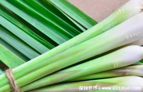 蚊子最怕的3个克星，驱蚊剂/废弃茶叶/壁虎