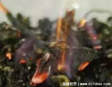 蚊子最怕的3个克星，驱蚊剂/废弃茶叶/壁虎