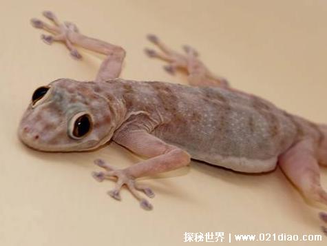 蚊子最怕的3个克星，驱蚊剂/废弃茶叶/壁虎