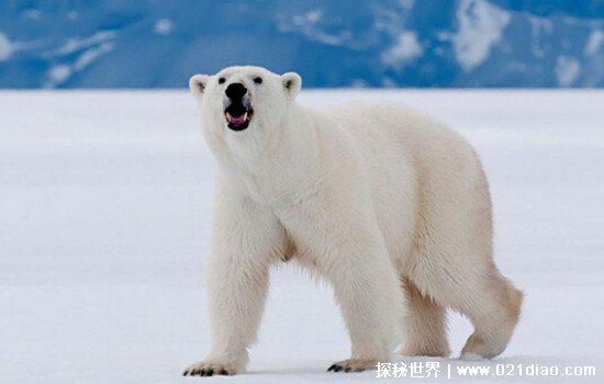 北极熊的毛是什么颜色的,很多人都以为是白色(真相让人吃惊)