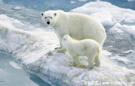 北极熊的毛是什么颜色的,很多人都以为是白色(真相让人吃惊)