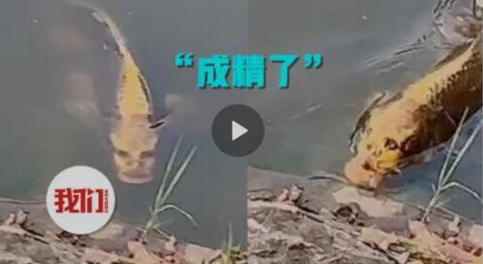 人面鱼是真的吗，是真的存在的(鱼头像人脸非常恐怖)