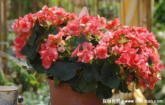 家里养海棠花不吉利，是迷信思想(但是有一点危及生命需要注意)