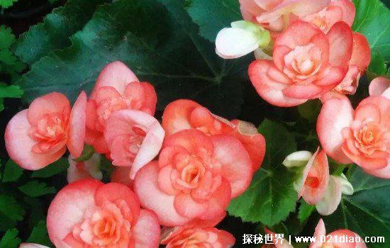 家里养海棠花不吉利，是迷信思想(但是有一点危及生命需要注意)