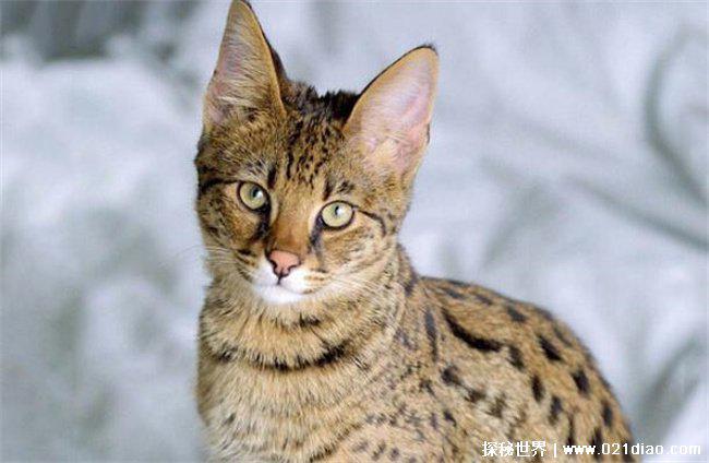 世界十大最贵的宠物猫，阿瑟拉猫混血猫咪（2.2万美元）