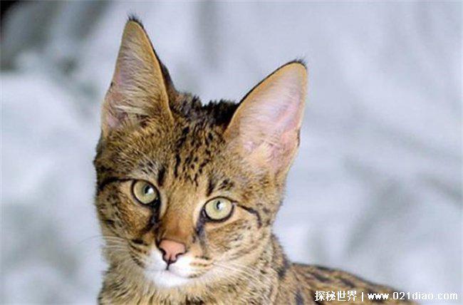 世界十大最贵的宠物猫，阿瑟拉猫混血猫咪（2.2万美元）