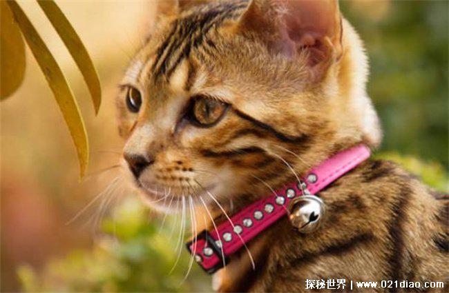 世界十大最贵的宠物猫，阿瑟拉猫混血猫咪（2.2万美元）