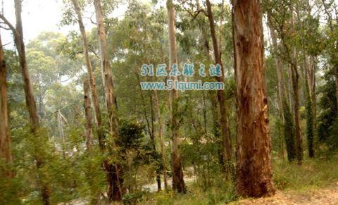 杏仁桉树:世界上最高的树 最高156米相当于50层楼