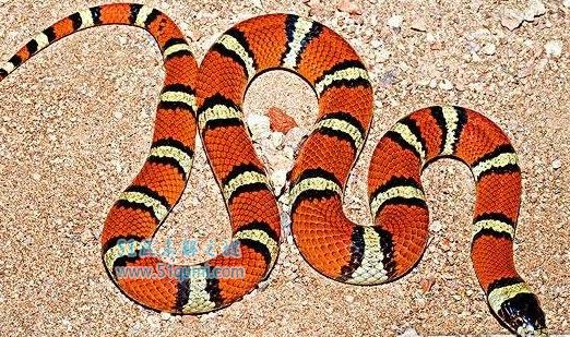 世界上最受欢迎的蛇,牛奶蛇对人体无害反而有益