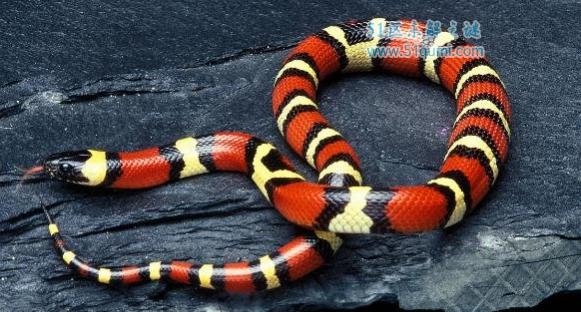 世界上最受欢迎的蛇,牛奶蛇对人体无害反而有益