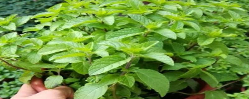 九层塔是什么菜