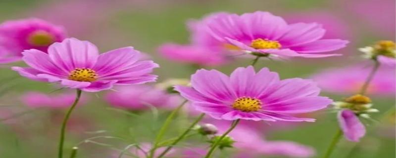 波斯菊种植方法