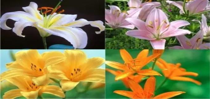 百合花代表什么意思