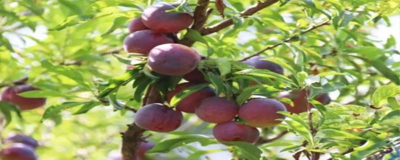 李果的功效 李果怎么种植