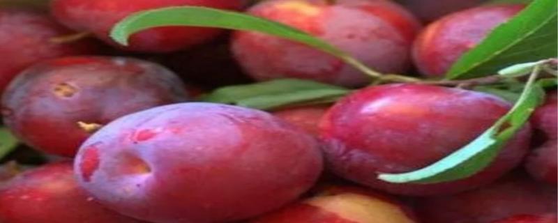 李果的功效 李果怎么种植