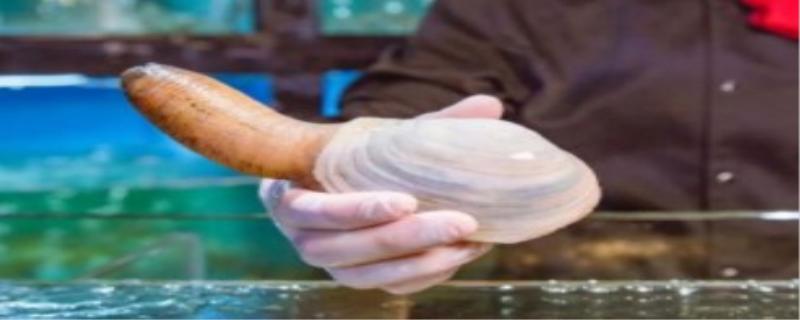 怎么做象拔蚌好吃