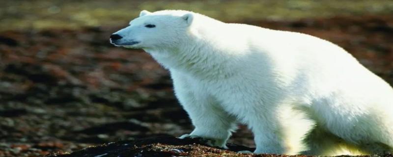 北极熊的皮肤是什么颜色