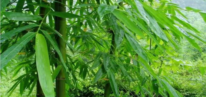 竹子比喻什么样的人