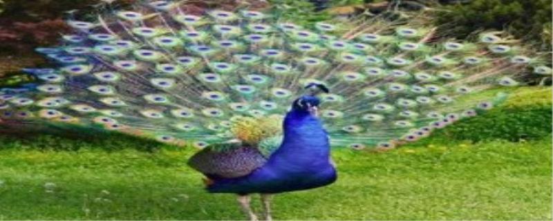 孔雀的尾巴像什么
