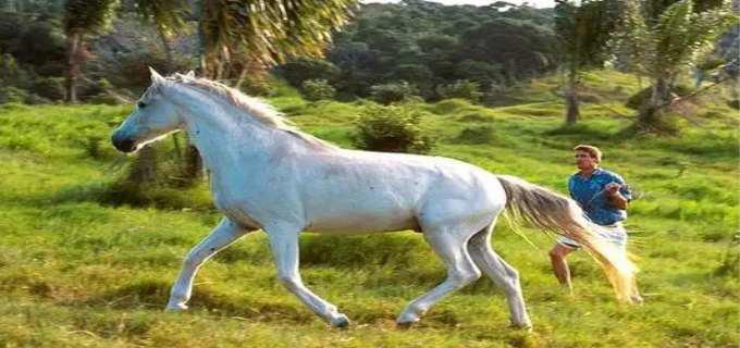 动物世界马如何交配