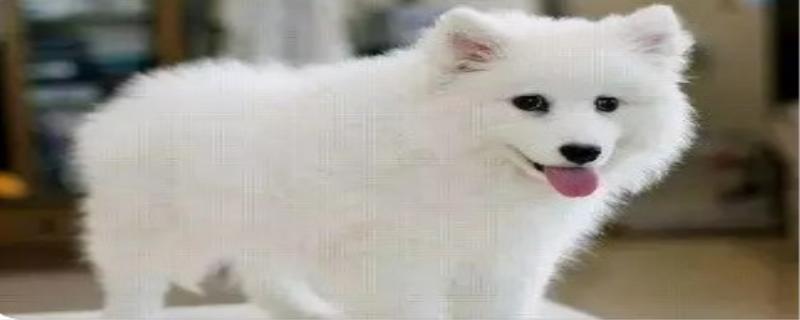 宠物名字大全
