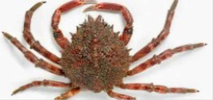 日本蜘蛛蟹是帝王蟹吗