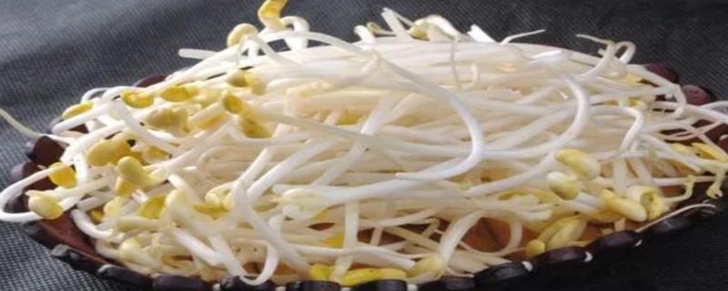 豆芽的生长过程