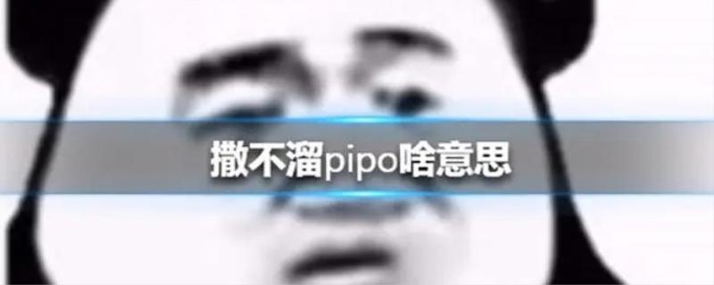 撒不溜PIPO啥意思