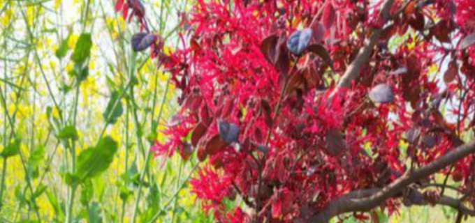 红花继木盆景怎么养