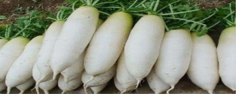 白萝卜不能和什么一起吃