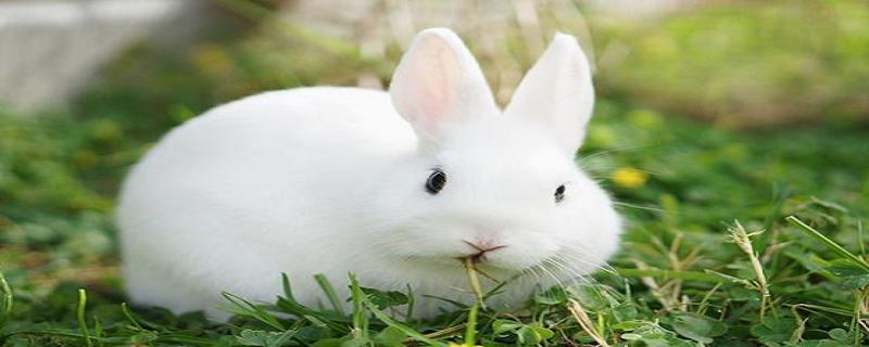 兔子不吃窝边草什么意思