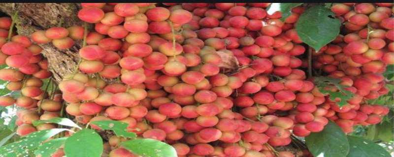 南方水果有什么