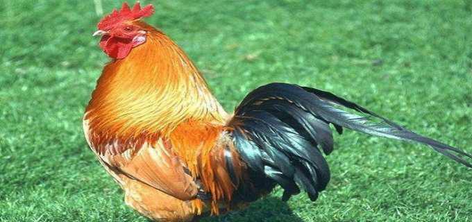 沉鱼落雁是什么生肖