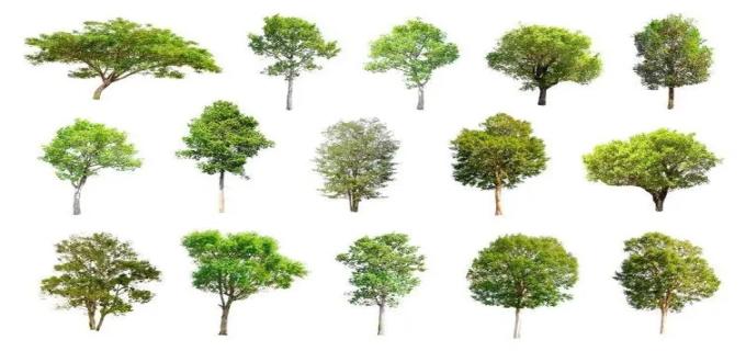 常见树木的种类和特点