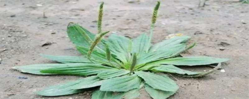 车前草的功效与作用