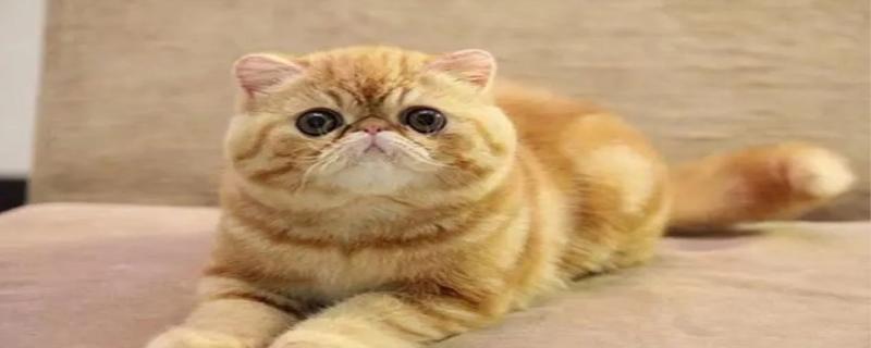 怎样确认猫咪已经认主了