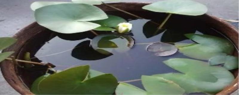 睡莲怎么养