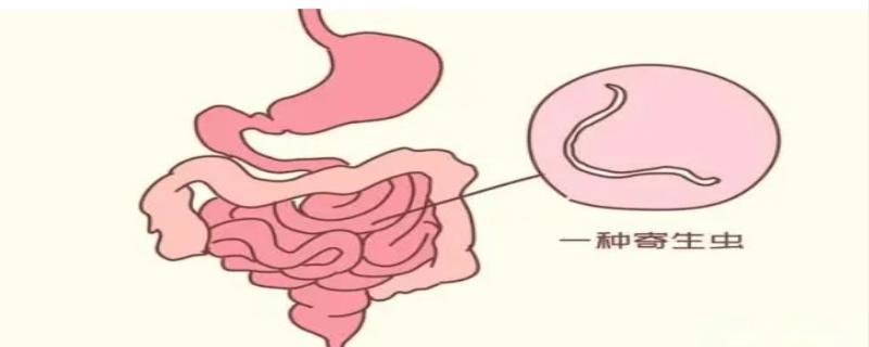 肚子有蛔虫有哪些症状
