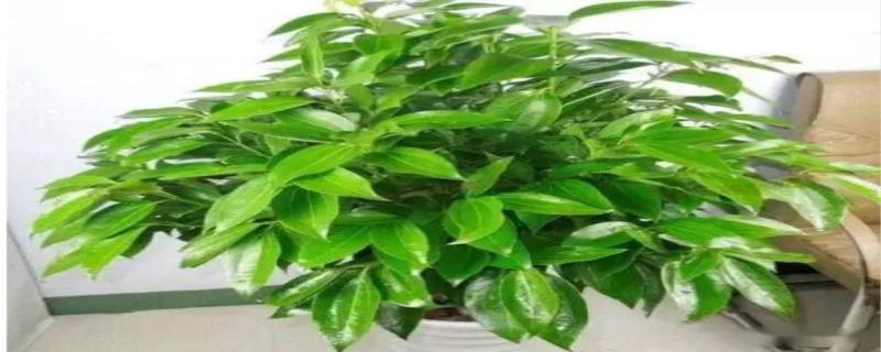 平安树的养殖方法和注意事项