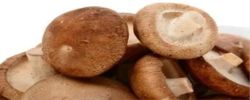 香菇的功效与作用