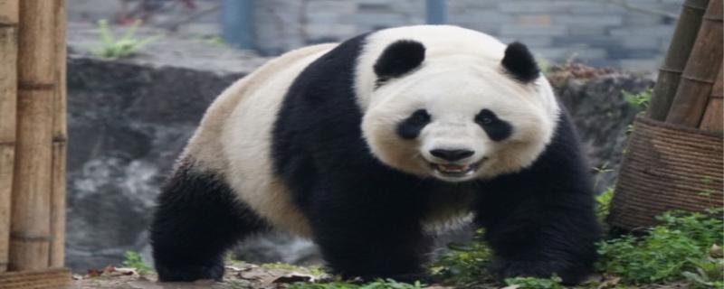 大熊猫的寿命一般是多少