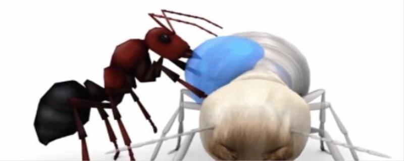 爆炸蚂蚁为什么会爆炸
